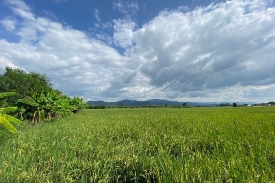 Land for Sale in Chae Chang, Chiang Mai  Thailand-Property